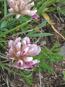 Trifolium spp.